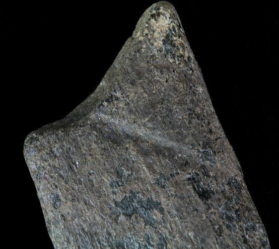 Fossil Whale Bone - Shark Tooth Marks (Megalodon?) #64292
